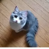 ノルウェージャンフォレストキャット【神奈川県・女の子・2025年2月15日・ブルータビー&ホワイト】の写真2