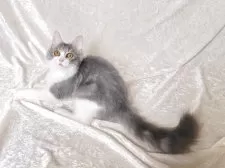 ノルウェージャンフォレストキャット【神奈川県・女の子・2025年2月15日・ブルータビー&ホワイト】の写真3