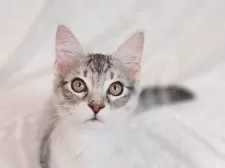 ノルウェージャンフォレストキャット【神奈川県・男の子・2025年1月14日・ブラウンタビー&ホワイト】の写真2