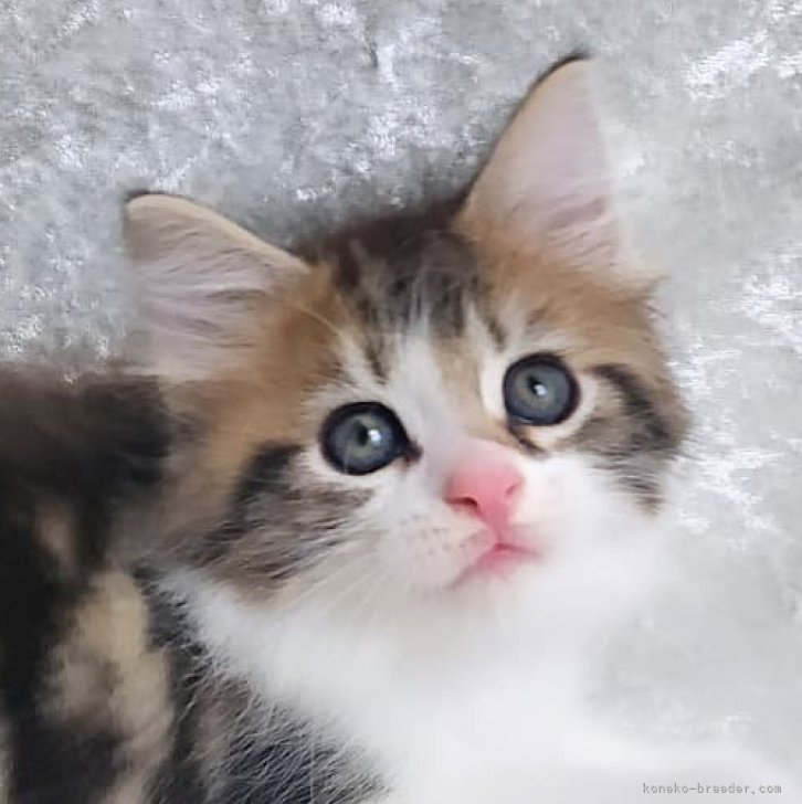 M.T 様のお迎えした子猫