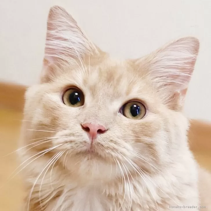 ID：2502-02406の子猫