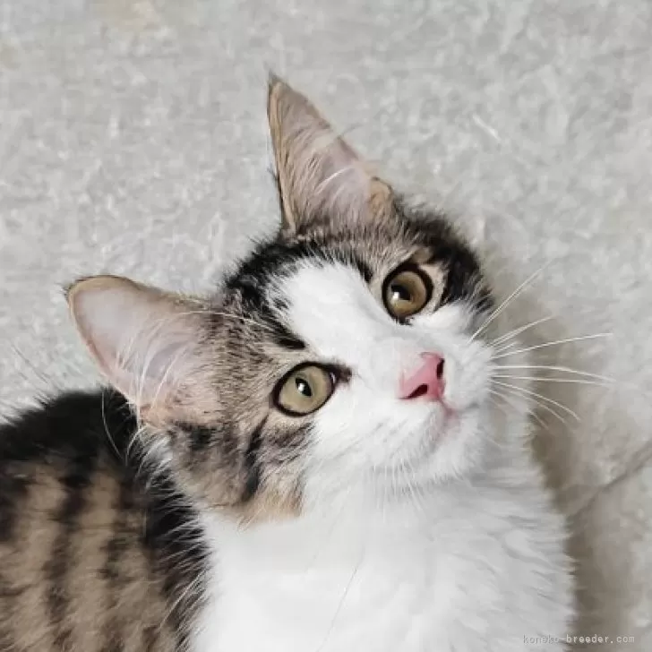 Y.I 様のお迎えした子猫