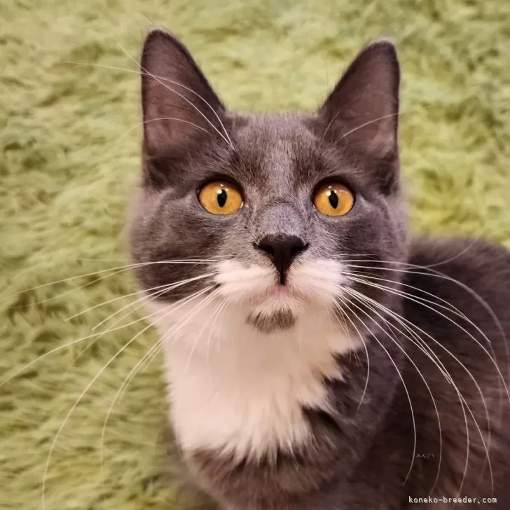 TM 様のお迎えした子猫