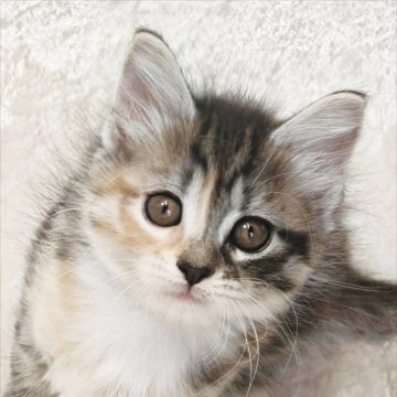 ノルウェージャンフォレストキャット【神奈川県・女の子・2025年9月21日・ブラウンパッチドタビー&ホワイト】の写真「小さめだけど元気いっぱいな可愛い女の子🎀」