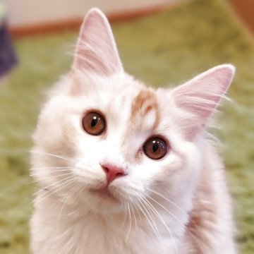 ノルウェージャンフォレストキャット【神奈川県・男の子・2024年9月3日・クリームタビー&ホワイト】の写真「☆GWフェア☆人懐こく元気な男の子✨」