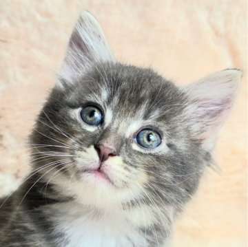 ノルウェージャンフォレストキャット【神奈川県・男の子・2025年9月21日・ブルータビー&ホワイト】の写真「おっとりめの可愛い男の子✨️」