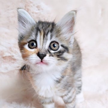 ノルウェージャンフォレストキャット【神奈川県・女の子・2025年9月21日・ブラウンパッチドタビー&ホワイト】の写真「小さめだけど元気いっぱいな可愛い女の子🎀」