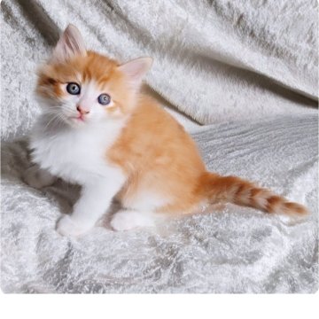 ノルウェージャンフォレストキャット【神奈川県・男の子・2025年9月21日・クリームタビー&ホワイト】の写真「元気いっぱいの可愛い男の子✨️」