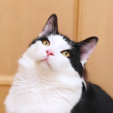 ノルウェージャンフォレストキャット【神奈川県・男の子・2025年3月6日・ブラック&ホワイト】の写真「オータムフェア🍂マイペースで元気な甘えん坊✨️」