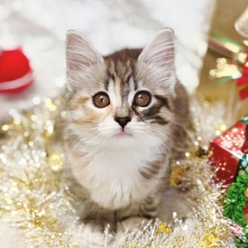 ノルウェージャンフォレストキャット【神奈川県・女の子・2025年9月21日・ブラウンパッチドタビー&ホワイト】の写真「小さめだけど元気いっぱいな可愛い女の子🎀」