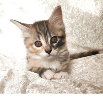 ノルウェージャンフォレストキャット【神奈川県・女の子・2025年9月21日・ブラウンパッチドタビー&ホワイト】の写真「小さめだけど元気いっぱいな可愛い女の子🎀」