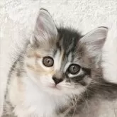 ノルウェージャンフォレストキャット