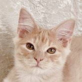 ノルウェージャンフォレストキャット