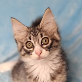 ノルウェージャンフォレストキャット