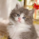 ノルウェージャンフォレストキャット