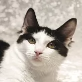 ノルウェージャンフォレストキャット