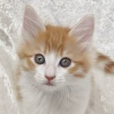 ノルウェージャンフォレストキャット