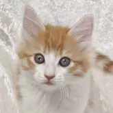 ノルウェージャンフォレストキャット