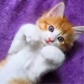 ノルウェージャンフォレストキャット【神奈川県・男の子・2025年9月21日・クリームタビー&ホワイト】の写真1