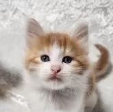 ノルウェージャンフォレストキャット
