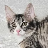 ノルウェージャンフォレストキャット