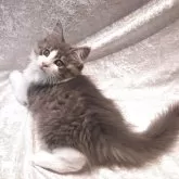 ノルウェージャンフォレストキャット