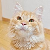 ノルウェージャンフォレストキャット
