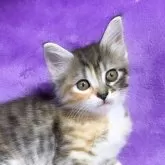 ノルウェージャンフォレストキャット【神奈川県・女の子・2025年9月21日・ブラウンパッチドタビー&ホワイト】の写真1