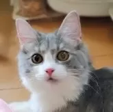 ノルウェージャンフォレストキャット【神奈川県・女の子・2025年2月15日・ブルータビー&ホワイト】の写真1