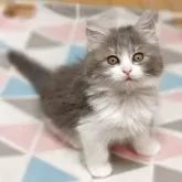 ノルウェージャンフォレストキャット【神奈川県・女の子・2025年2月15日・ブルータビー&ホワイト】の写真13