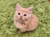 ノルウェージャンフォレストキャット【神奈川県・男の子・2024年12月27日・クリームタビー】の写真11