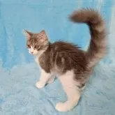 ノルウェージャンフォレストキャット【神奈川県・女の子・2025年2月15日・ブルータビー&ホワイト】の写真7