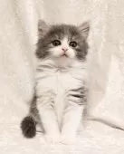 ノルウェージャンフォレストキャット【神奈川県・女の子・2025年2月15日・ブルータビー&ホワイト】の写真11