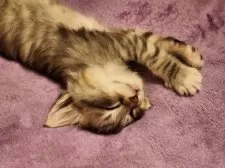 ノルウェージャンフォレストキャット【神奈川県・男の子・2025年1月14日・ブラウンタビー&ホワイト】の写真15