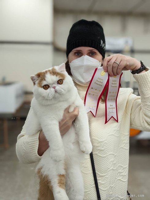 田中　オクサーナ(たなか　おくさーな)ブリーダー(埼玉県・エキゾチックショートヘアなど・CFA登録)の紹介写真4