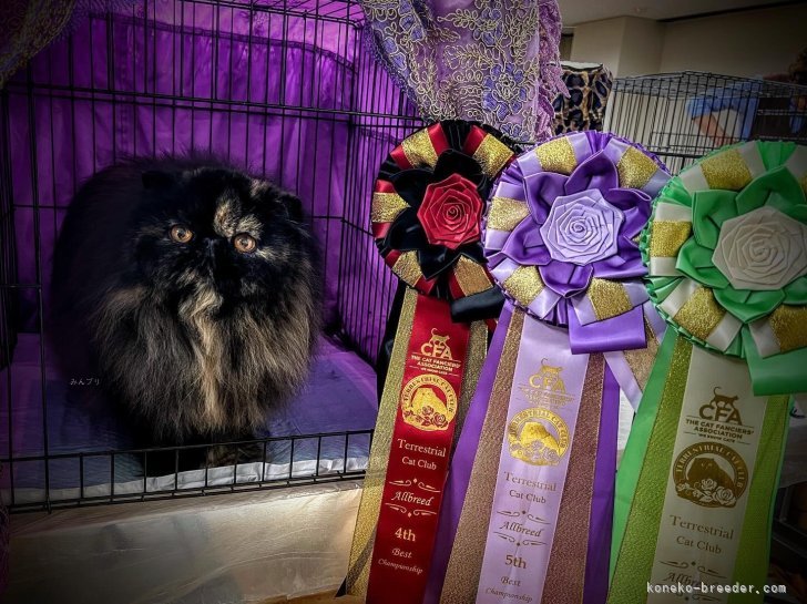 田中　オクサーナ(たなか　おくさーな)ブリーダー(埼玉県・エキゾチックショートヘアなど・CFA登録)の紹介写真5