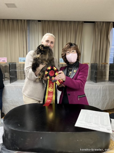 田中　オクサーナ(たなか　おくさーな)ブリーダー(埼玉県・エキゾチックショートヘアなど・CFA登録)の紹介写真6