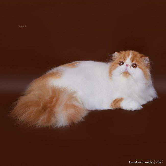 田中　オクサーナ(たなか　おくさーな)ブリーダー(埼玉県・エキゾチックショートヘアなど・CFA登録)の紹介写真9