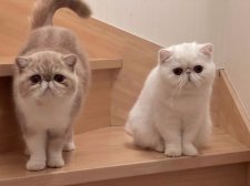 エキゾチックショートヘア【・女の子・2022年11月2日・クリームアンドホワイト】