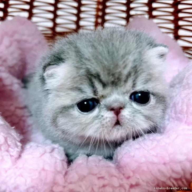 ID：2404-00657の子猫