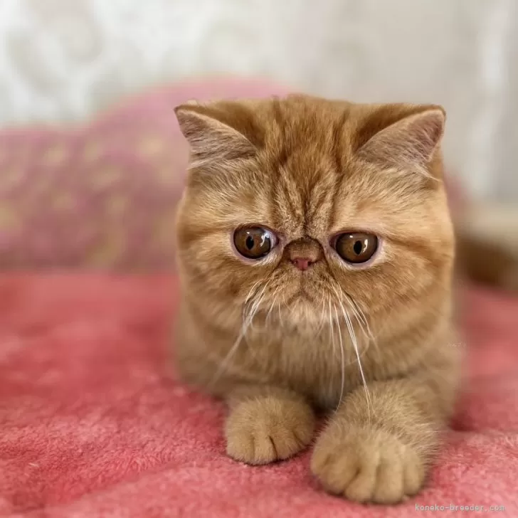 ID：2403-00349の子猫