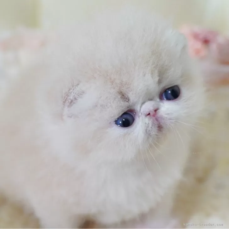 ID：2407-03005の子猫