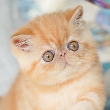 エキゾチックショートヘア【埼玉県・男の子・2024年4月6日・レッドタビー】の写真「顔、性格、ボディ」