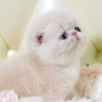 エキゾチックショートヘア【埼玉県・女の子・2024年6月1日・クリームアンドホワイト】の写真「スイートフェイス　ボディー　性格」