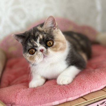 エキゾチックショートヘア【埼玉県・女の子・2023年8月30日・ダイリュートキャリコ】の写真「大きな目、むっちりなボディー
スイートな顔、優し」