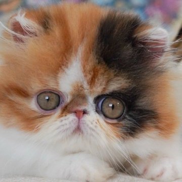 エキゾチックロングヘア【埼玉県・女の子・2024年4月9日・ブラウンパッチドタビーアンドホワイト】の写真「顔、ボディ、性格」