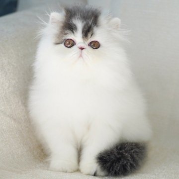 ペルシャ【埼玉県・男の子・2024年2月21日・ブラックスモークアンドホワイト】の写真「お顔、ボディ、性格」