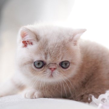 エキゾチックショートヘア【埼玉県・女の子・2024年2月28日・クリームタビー】の写真「ボディ、顔、性格」