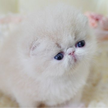 エキゾチックショートヘア【埼玉県・男の子・2024年6月1日・クリームアンドホワイト】の写真「ベビーフェイス　ボディー　性格」