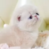 エキゾチックショートヘア【埼玉県・女の子・2024年6月1日・クリームアンドホワイト】の写真1